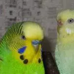 Chico und Josi