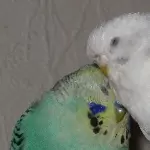 Gismo und Luna