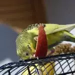 Krümels Apfel