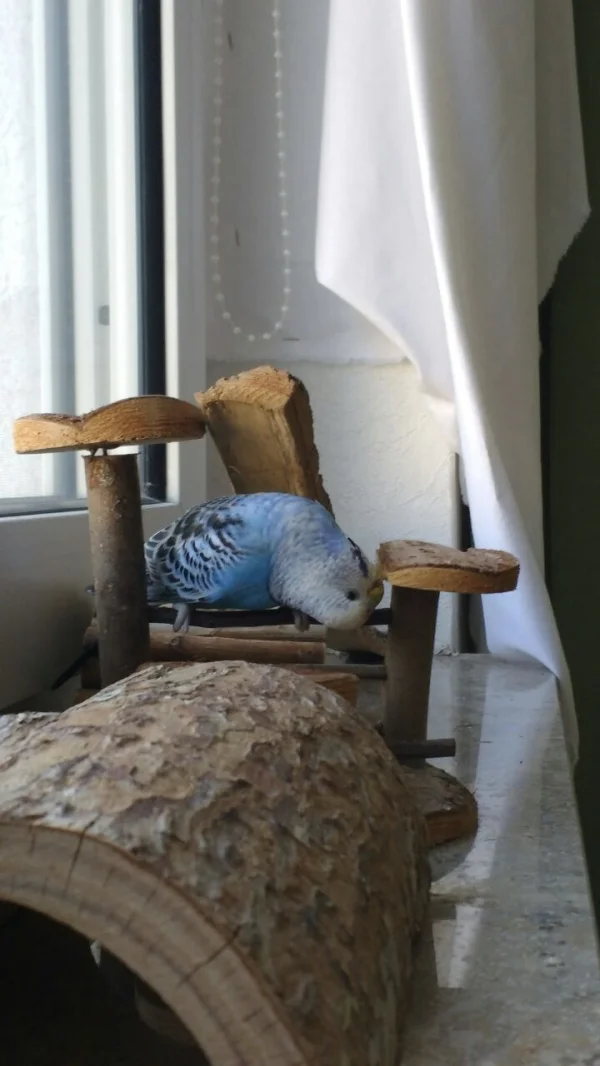 Wellensittich-Bild: Arya auf Knabbertour!