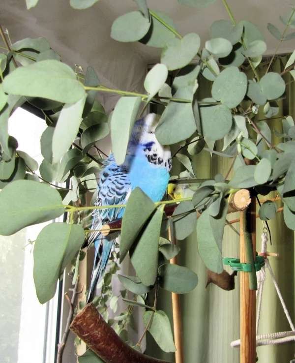 Wellensittich-Bild: Shishan versteckt sich lieber!