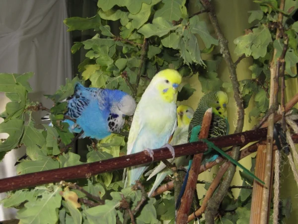 Wellensittich-Bild: Shishan, Haru, Eli und Yari im Eichenblätter-Glück.