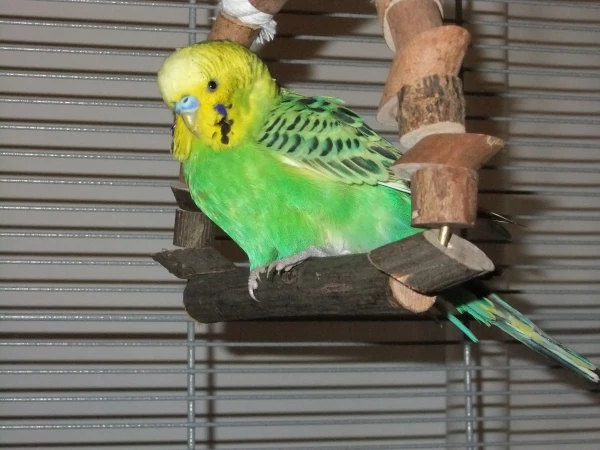 Wellensittich-Bild: Eines der ersten Fotos von Neuzugang Caipirinha