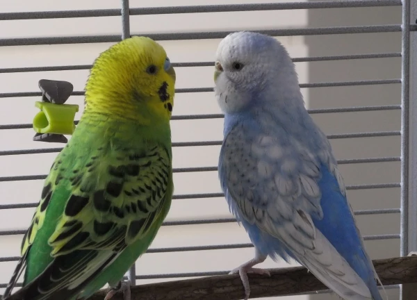 Wellensittich-Bild: Ob sich zwischen Malibu und Caipirinha eine kleine Romanze anbahnt?