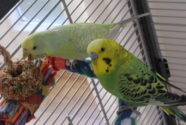 Wellensittich-Bild: Ausnahmsweise genießen Ypióca und Caipirinha heute mal einen Vogelkeks ;)