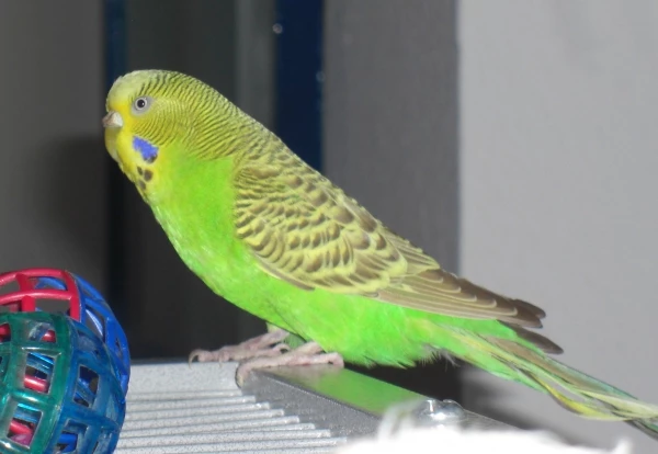 Wellensittich-Bild: Midori inspiziert die Gitterballkugeln...