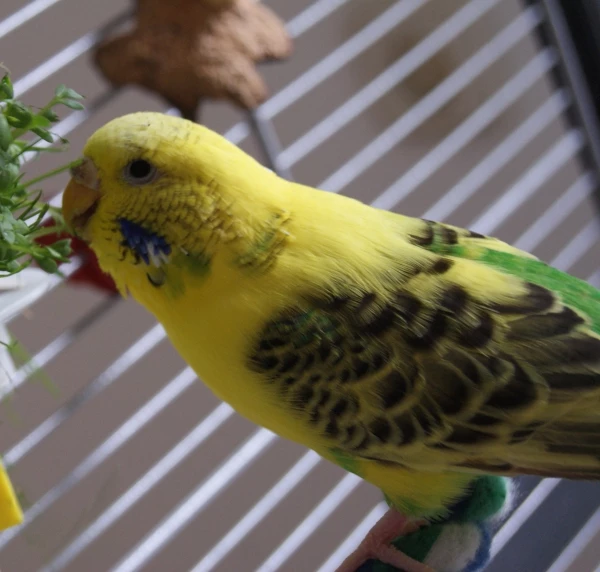 Wellensittich-Bild: Dieses leckere Vogelgrün wird Batida genüsslich ernten... 
