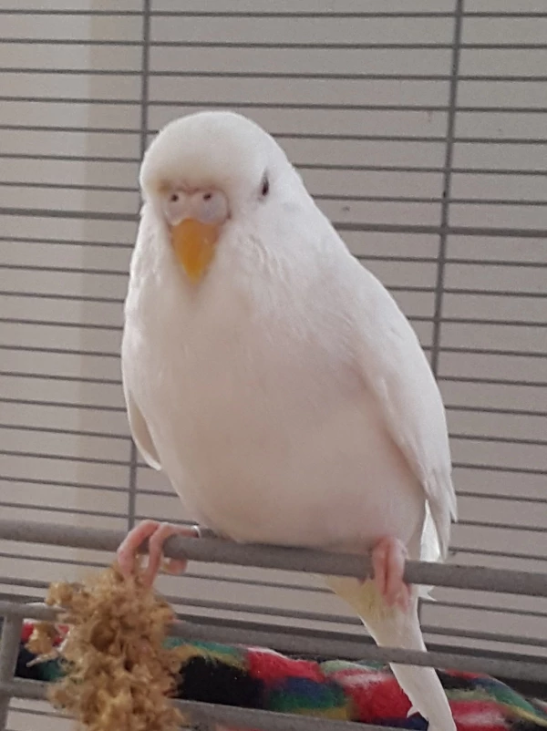 Wellensittich-Bild: Pina Colada, meine Albina
