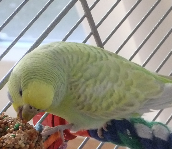 Ypioca