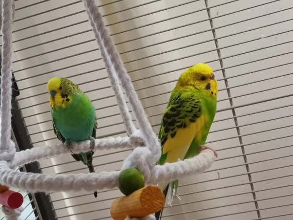 Wellensittich-Bild: Daiquiri (links) und Mojito auf der Schaukel