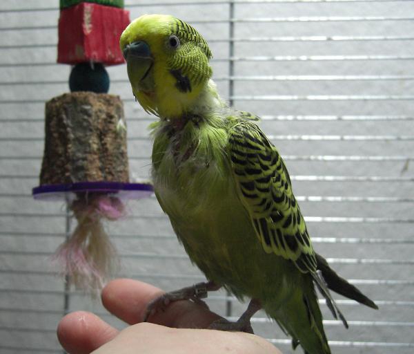Kahlúa