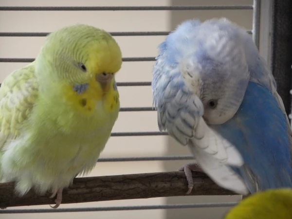 Wellensittich-Bild: So niedlich flauschig sind sie schon, die kleine müden Wellitas :)