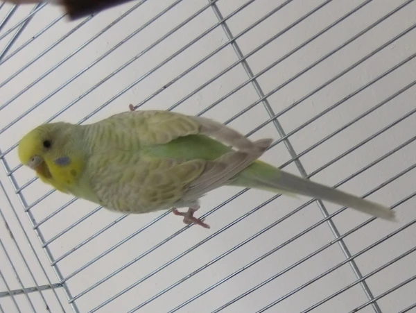 Wellensittich-Bild: Mein neues Vogelmädchen :)
