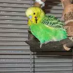 Caipirinha