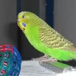 Midori und die Gitterbälle