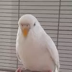 Pina Colada