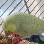 Ypióca genießt einen Vogelkeks