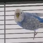 Die kleine Malibu