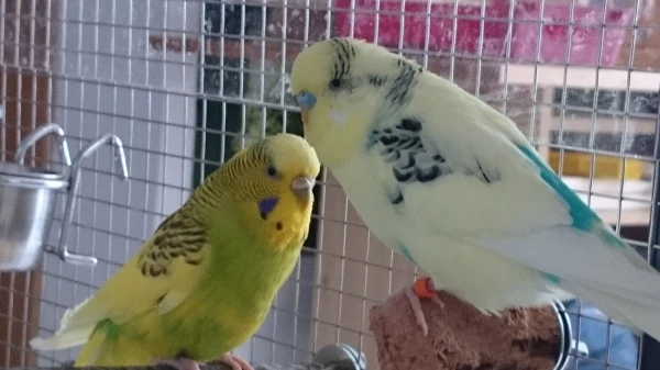 Wellensittich-Bild: Das ist mein Pärchen: links Trixi, die flugunfähige Dame und rechts mein hübscher Pucki.
