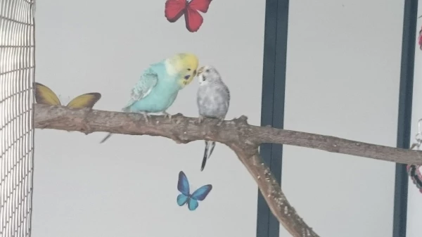 Wellensittich-Bild: Echt der Hammer wie groß der Blue ist und dazu die kleine Kiki