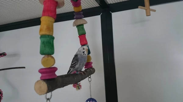 Wellensittich-Bild: Kiki auf der Nymphenschaukel