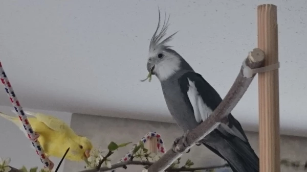 Wellensittich-Bild: Sunny und Rocco scheint es gut zu schmecken, ich finde das das ein schönes Bild ist und hoffe es stört nicht das ein Nymphie dabei ist.