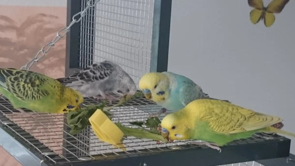 Wellensittich-Bild: Max, Kiki, Blue und Pipsie genießen den Löwenzahn