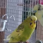 Trixi und Pucki