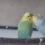 Sammy und Mausi