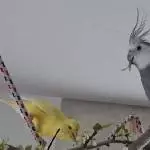Sunny und Rocco beim Blütenschmaus