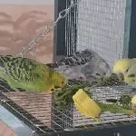 Löwenzahnschmaus