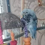 Kiki beim putzen