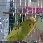 Trixi und Pucki 2