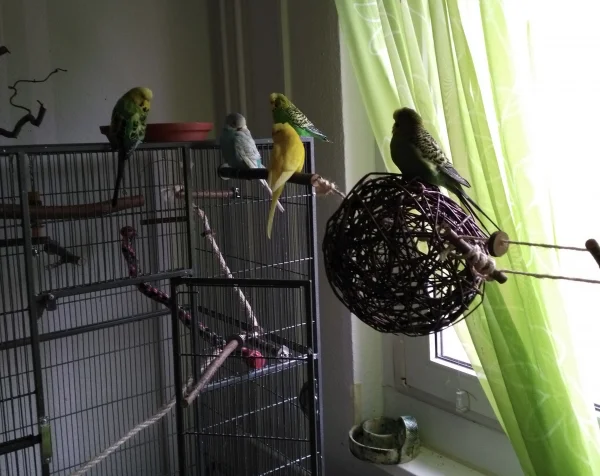 Wellensittich-Bild: ...muss eben zu Fuß gehen. 
Carlo (ganz rechts) kann nicht mehr richtig fliegen. Auf den Wellibaum kommt er trotzdem, dank einer lustig wackelnden Hängekonstruktion. :D