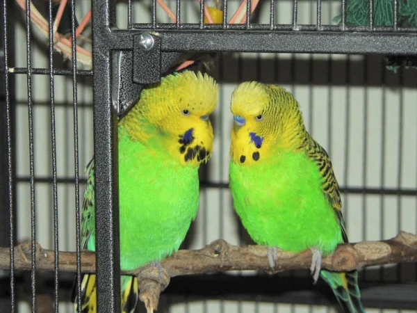 Wellensittich-Bild: Willi & Karl-Heinz in love ♥
Wahre Liebe kennt kein Geschlecht!