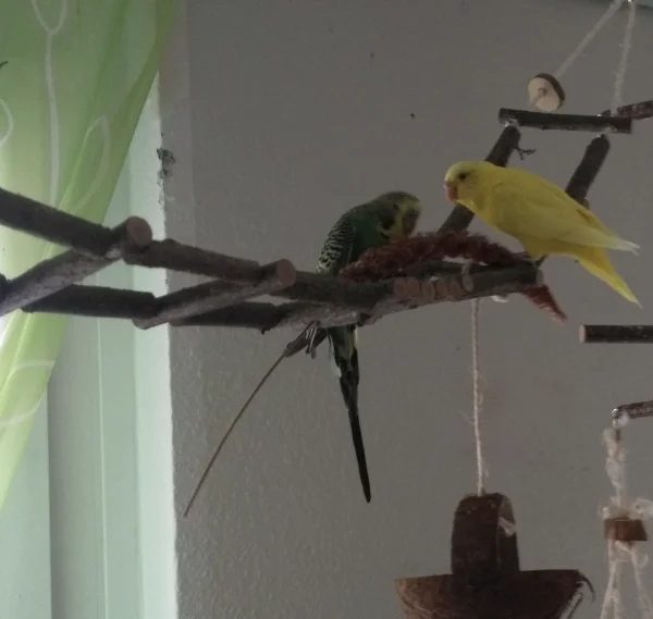 Wellensittich-Bild: Mit Hirse werden auch Neuinstallationen interessant.
