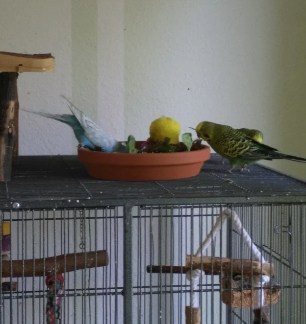 Wellensittich-Bild: ...statt nur dabei. Während die Jungs noch skeptisch gucken, versinken die Mädels schon im Salat.