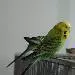 Willi