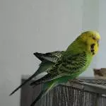 Unser Willi
