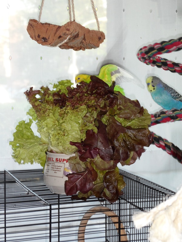 Wellensittich-Bild: Ein essbares Salatbad ist was Feines... 