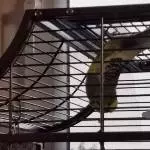 Fledermaus Stitch