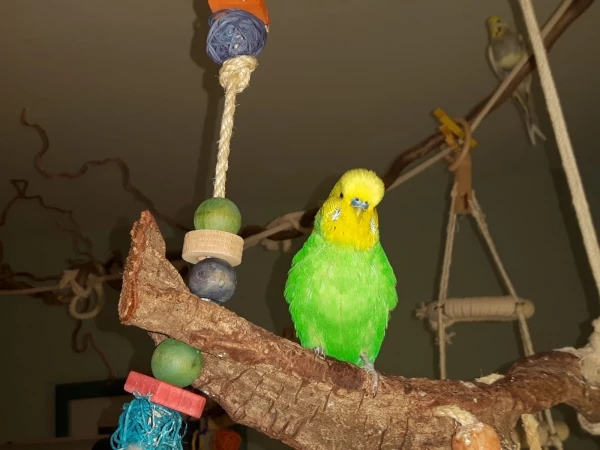 Wellensittich-Bild: Immer gut drauf unser Toby