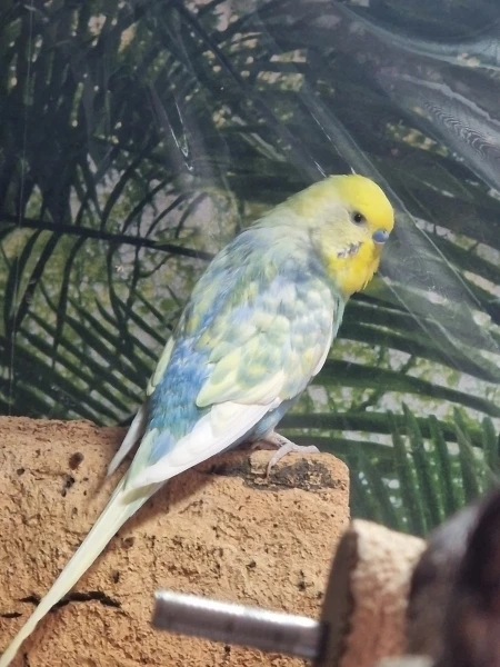 Wellensittich-Bild: Im Tierheim hieß er Beauty. Ich glaube, es ist offensichtlich warum. :D