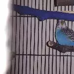 Stevie, unser Dickerchen