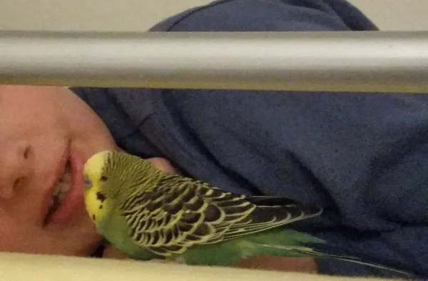 Wellensittich-Bild: Ein Schlafliedlein zur Abendstund im Hochbett meines Menschenfreundes mag ich sehr.