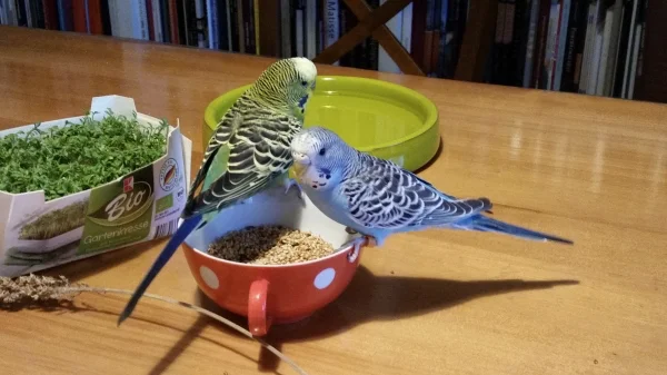 Wellensittich-Bild: Buddy Blue gesellt sich nach 6 Monaten als Federfreund zu Chico Green