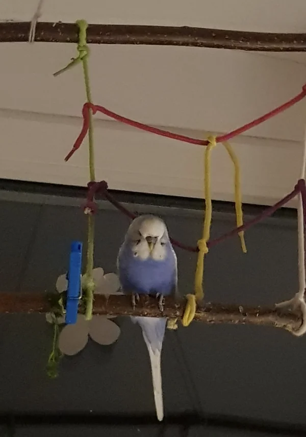 Wellensittich-Bild: Nach einer aufregenden ersten Woche als Neuzugang bei uns, fühlt sich Yuci schon wohler auf seinem Lieblingsplatz, von dem er alles aus der Ferne im Blick hat.
