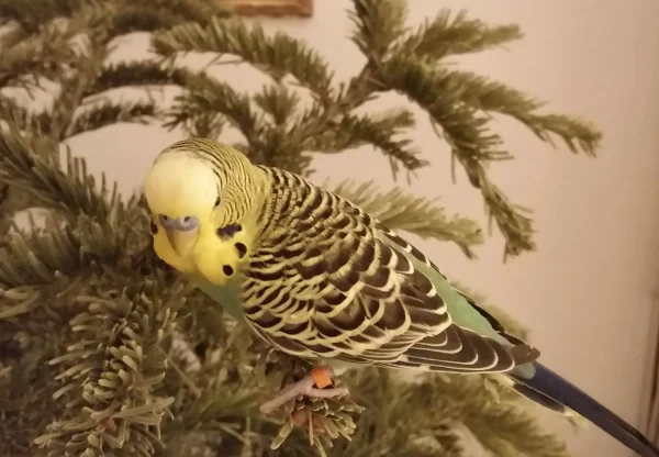 Wellensittich-Bild: Nach dem Abschmücken darf ich auch mal auf den Weihnachtsbaum.