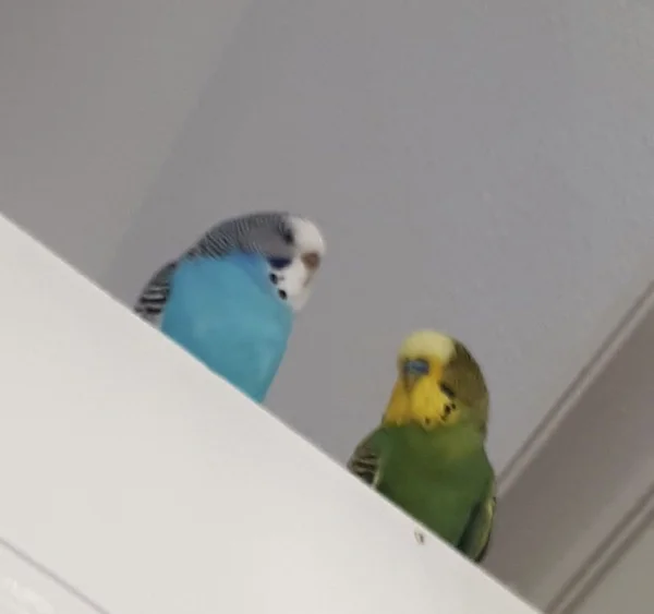 Wellensittich-Bild: ... von hier aus haben wir, Chico Green und Buddy Blue, unser Umfeld 