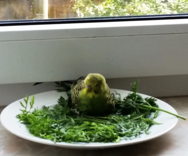 Wellensittich-Bild: Mein erstes Bad beim Menschenfreund